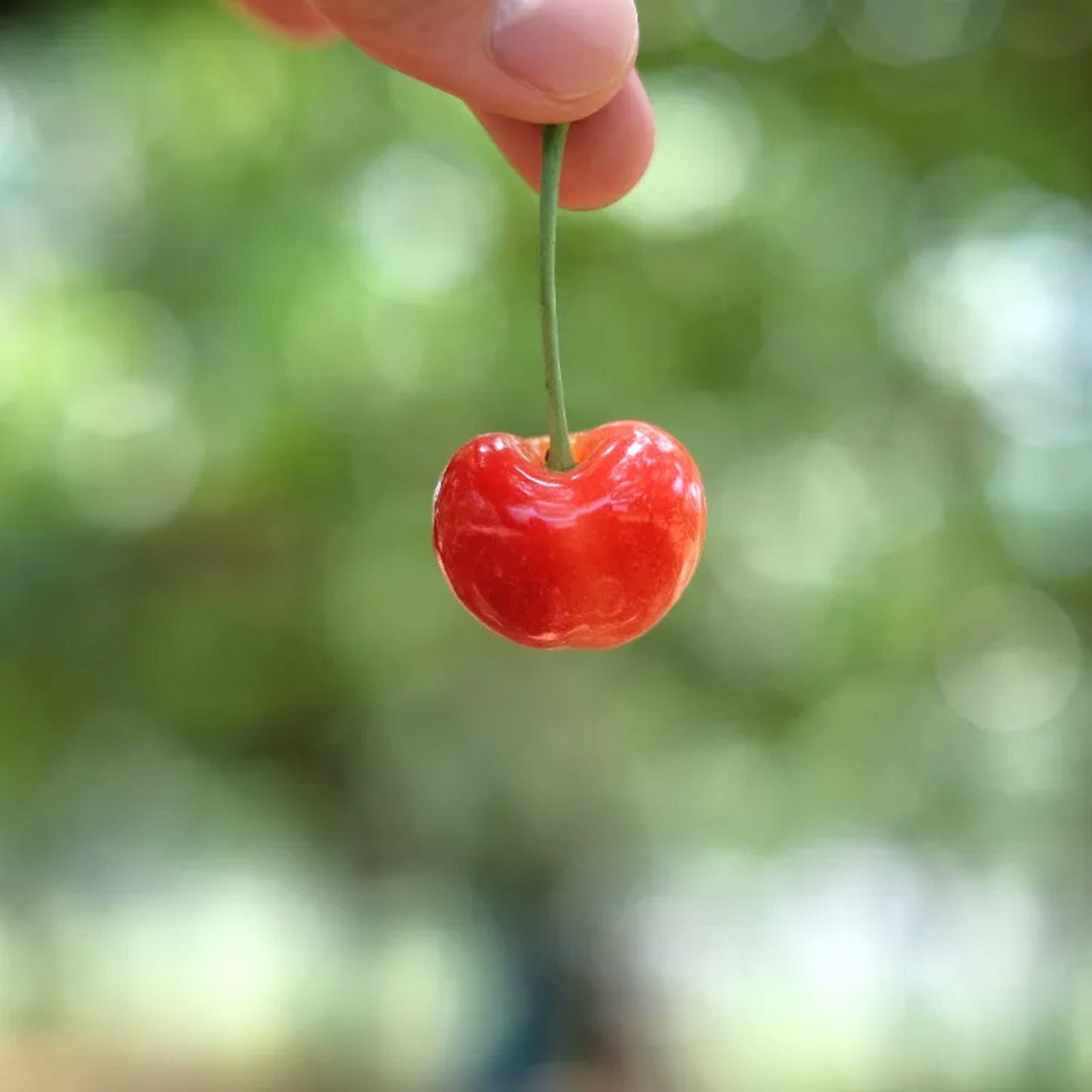 くだもの農園のCherry Jam